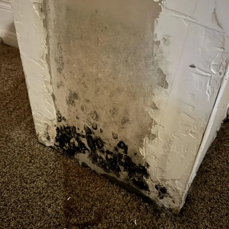 Professional Mold Removal in Dermott, AR